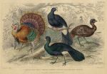 Turkey etc., 1868