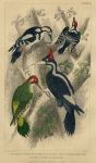 Woodpeckers, 1868