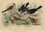 Thrush, Blackbird, Robin etc., 1868
