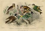 Goldfinch, Siskin, Wren etc., 1868