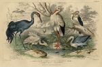 Birds - Crane, Stork, heron, Egret, 1868