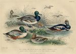 Birds - Shoveler, Teal, Ducks, Pochard, 1868