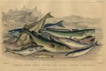 Sea Fish - Cod, Haddock, Whiting, Coal Fish, Ling, Mackerel etc., 1868