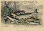 Fresh water fish - Salmon, Trout, 1868