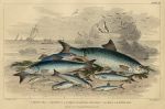 Fish - Shad, Herring, Pilchard, Anchovy, Sprats, 1868