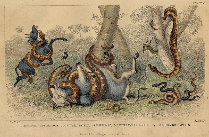 Snakes - Anaconda, Python, Rattlesnake, Cobra, 1868
