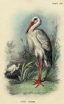White Stork print, 1896