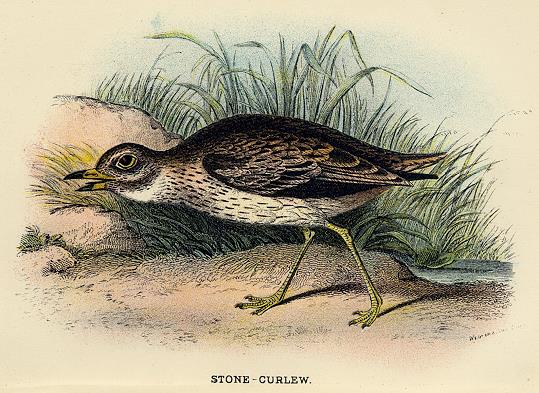 Stone-Curlew print, 1896