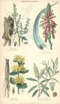Medicinal Plants, 1866