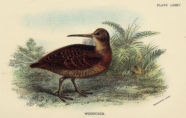 Woodcock print, 1896