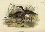 Spotted Redshank print, 1896