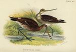 Black-Tailed Godwit print, 1896