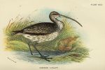 Common Curlew print, 1896