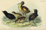 Chicks - Moor Hen, Land Rail, Curlew & Partridge, 1896