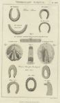 Veterinary Science (horse shoes & hooves), 1813