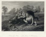 Lioness & Boar, 1849