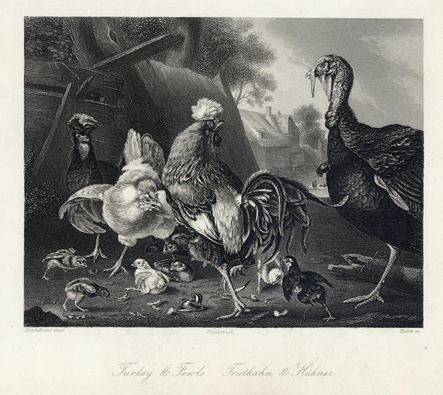 Turkey & Fowls, 1849
