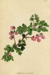 Lasiopet alum quercifolium, 1822