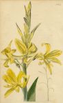 Canna pedunculata, 1822