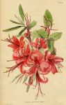 Azalea coccinea major, 1822