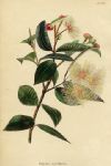 Eugenia myrtifolia, 1822