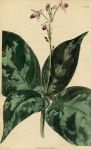 Justicia maculata, 1822