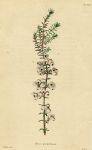 Erica grandinosa, 1822