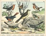 Birds, Passeres - wrens, wagtails etc., 1885