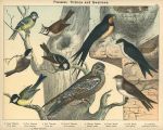 Birds, Passeres - Titmice & Swallows, 1885