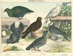 Birds, Columbae - Pigeons, 1885