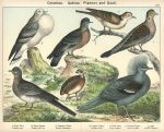 Birds, Columbae - Gallinea - Pigeons & Quail, 1885