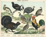 Birds, Gallinea - Game Birds, 1885