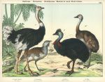 Birds, Gallinea, Cursores, Grallatores - Bustard & Ostriches, 1885