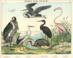 Birds, Grallatores - Storks, herons etc., 1885