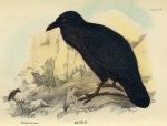 Raven print, 1896