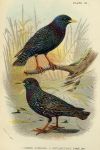 Starlings print, 1896