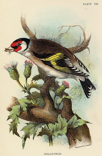 Goldfinch print, 1896