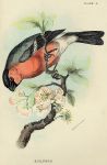Bullfinch print, 1896