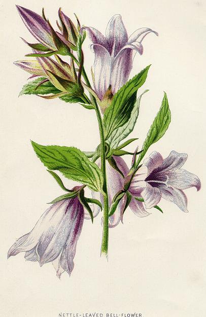 Nettle-Leaved Bell-Flower, 1891