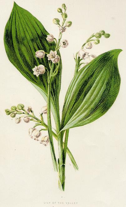 Lily of the Valley, 1891