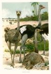 Ostriches, Royal Natural History, 1895