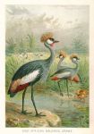 East African Balearic Crane, 1895