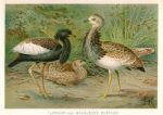 Florican and MacQueen's Bustard, 1895