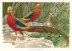 Golden Pheasants, 1895