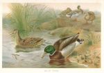 Wild Duck, 1895