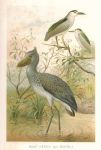 Night-Heron and Boatbill, 1895