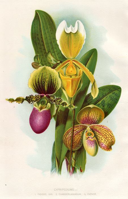 Cypripediums (orchids), 1895