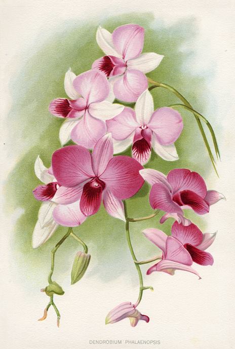 Dendrobium Phalaenopsis, 1895