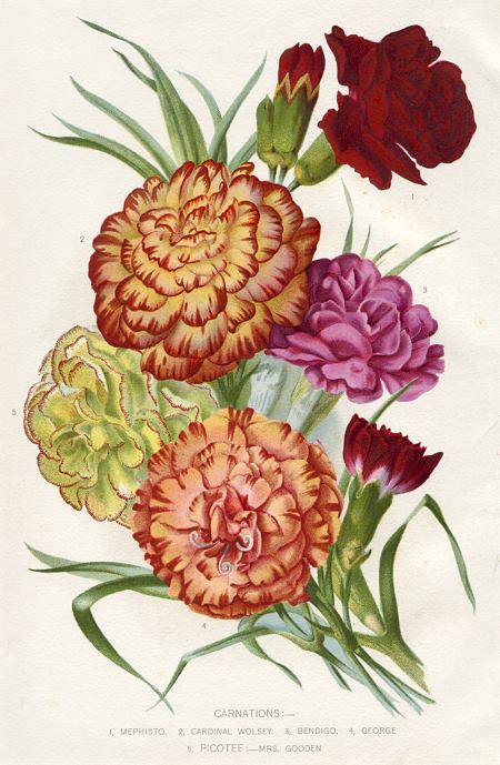 Carnations, 1895