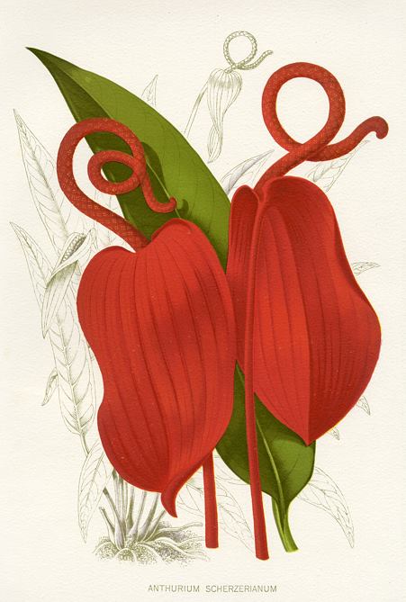 Anthurium Scherzerianum (flamingo flower), 1895
